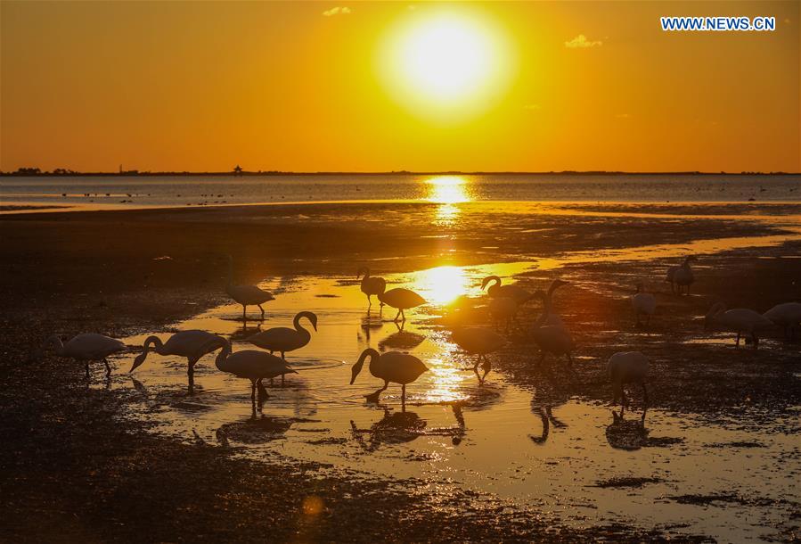 Swans pictured at lake in Rongcheng, China