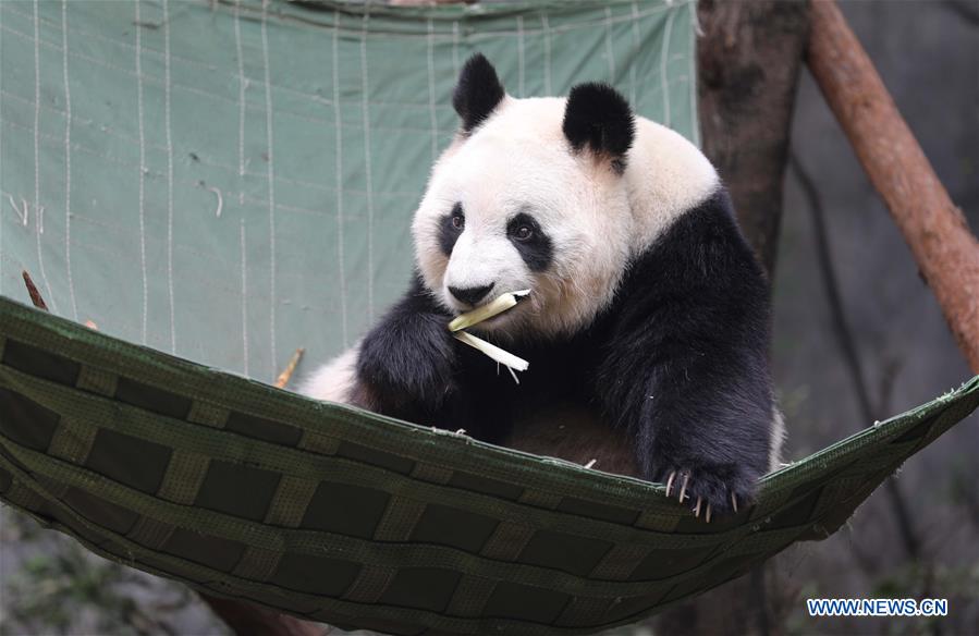 International Panda Day marked in Chengdu