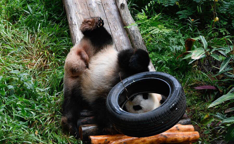 In pics: Giant pandas at Hainan Tropical Wildlife Park and Botanical Garden