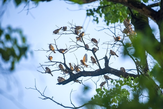 Bird banders devote themselves to study of migratory birds in E China’s Jiangxi