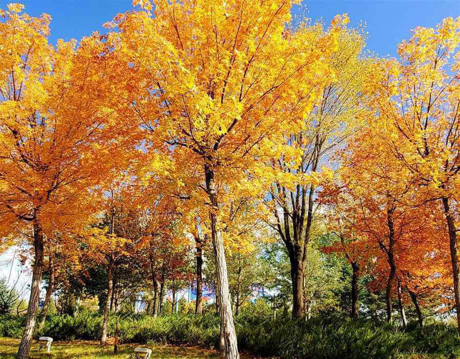 Autumn scenery in Ordos, Inner Mongolia