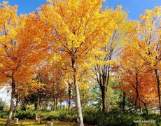 Autumn scenery in Ordos, Inner Mongolia