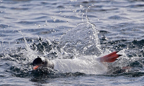  Tourists head to Antarctica to swim among penguins 