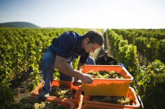  Tokaj winemaker aims to revive royal heritage 