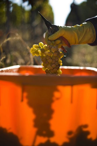  Tokaj winemaker aims to revive royal heritage 