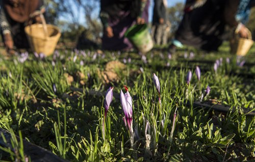  Moroccan saffron farmers battle against knockoff spices 