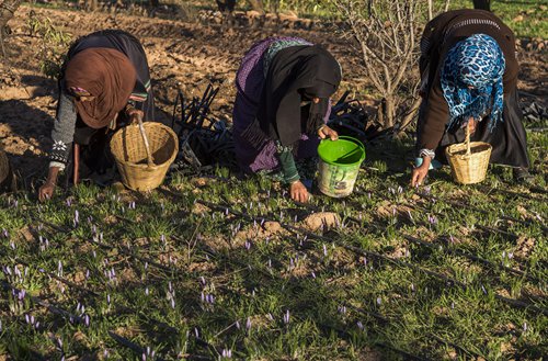  Moroccan saffron farmers battle against knockoff spices 
