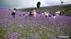 Tourists enjoy themselves in verbena field in Guizhou, SW China