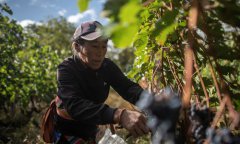  Vineyard in Himalayas seeks to change views on Chinese-made wine 