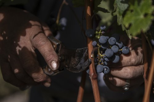  Vineyard in Himalayas seeks to change views on Chinese-made wine 