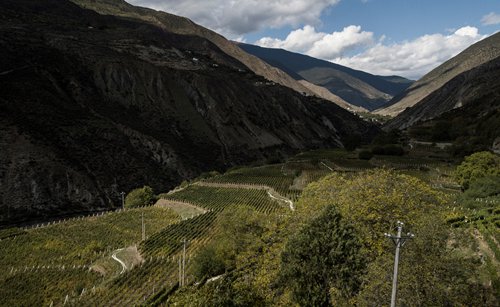  Vineyard in Himalayas seeks to change views on Chinese-made wine 