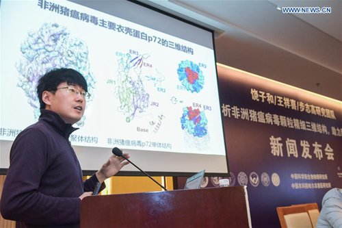  Chinese study unlocks clues to fight African swine fever 