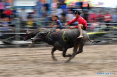 Annual buffalo racing held in Thailand