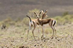 Kalamayli Nature Reserve in Xinjiang