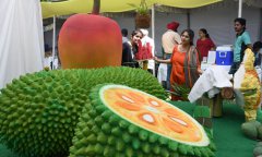  India’s ‘superfood’ jackfruit goes global 