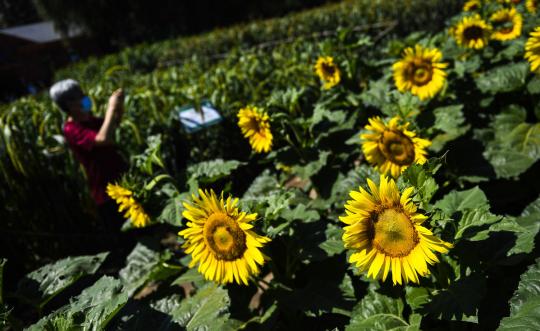  Research makes sunflower 