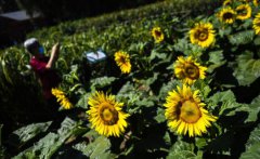 Research makes sunflower 'waste' profitable