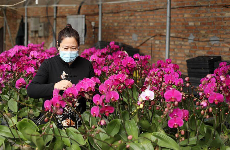 Farmers in Hebei orderly resume work in greenhouses