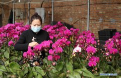 Farmers in Hebei orderly resume work in greenhouses