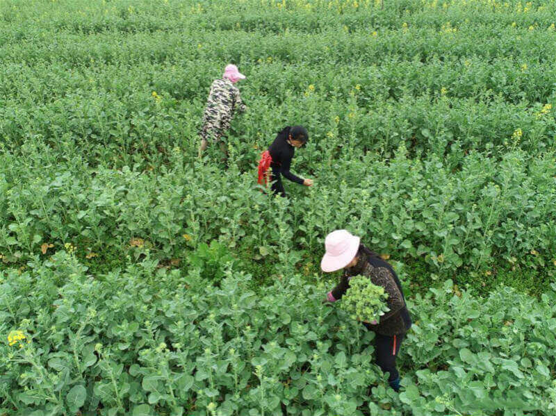 Villagers in Hunan return to work during spring ploughing season