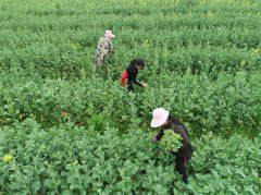 Villagers in Hunan return to work during spring ploughing season