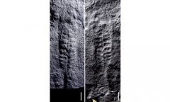  Chinese, US scientists find 550 million years ago ‘leaves’ in Central China’s Hubei 