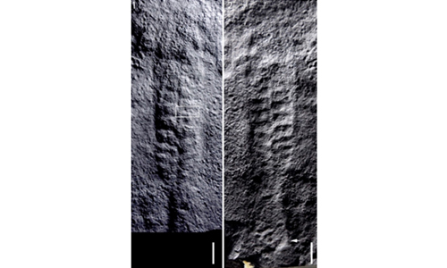  Chinese, US scientists find 550 million years ago ‘leaves’ in Central China’s Hubei 