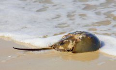  China seeks to manage supply of horseshoe crab's indispensable blood in race to develop COVID-19 vaccines 