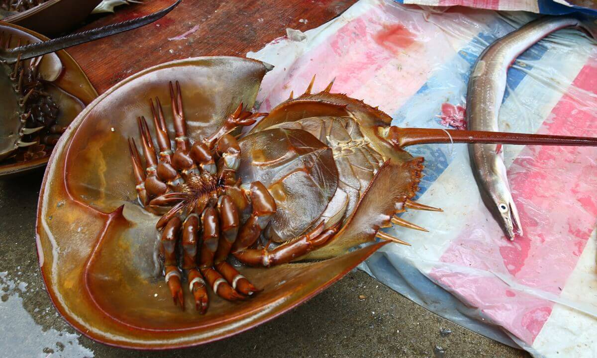  China seeks to manage supply of horseshoe crab