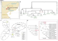  Scientists believe homo sapiens migrated to southern China 11,000 years ago 