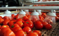  US scientists create gene-edited tomato bunched like grapes 