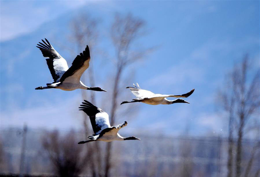 Black-necked cranes seen in river valleys of Lhasa, China