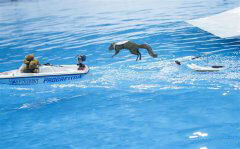 Squirrels perform water-skiing in Toronto