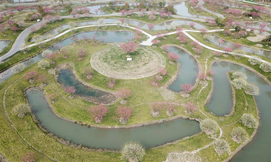 Plum blossoms in ecological garden in Shanghai