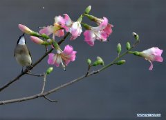 In pics: birds seen on trees in Fuzhou