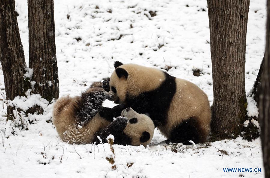 Snowfall hits part of Hangzhou