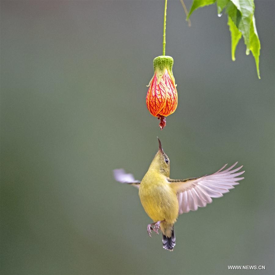 Fork-tailed sunbirds eat nectar at West Lake Park in Fuzhou