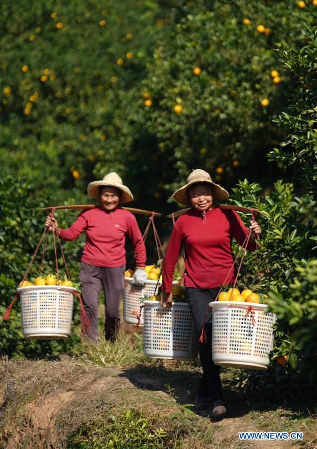 Farmers harvest navel oranges in Ganzhou, Jiangxi