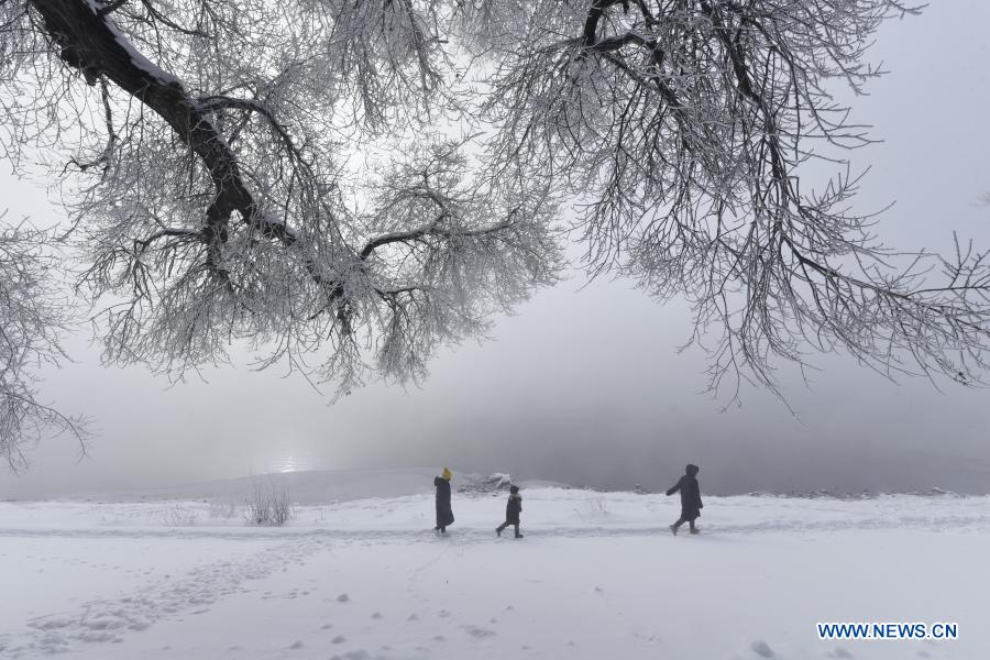 Scenery of rime-covered trees along Mudanjiang River in Heilongjiang