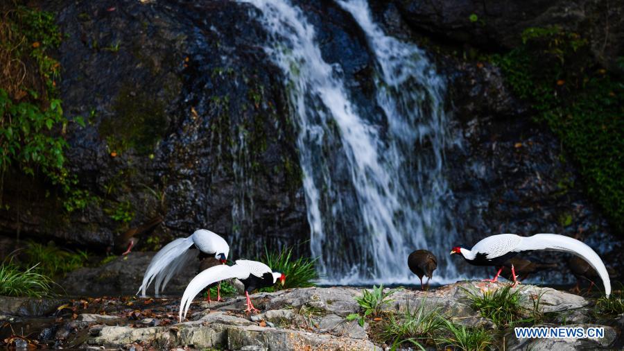 In pics: silver pheasants in front of waterfall