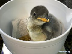 Penguin chick seen at Sydney's Sea Life Aquarium