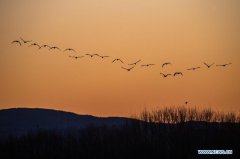 Migratory birds seen in National Nature Reserve of Black-necked Cranes in Yunnan