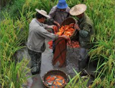 China’s achievements for food security and poverty alleviation are extraordinary: FAO expert