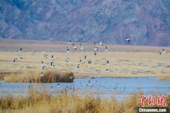 Tens of thousands of wild birds overwinter in NW China's Qinghai