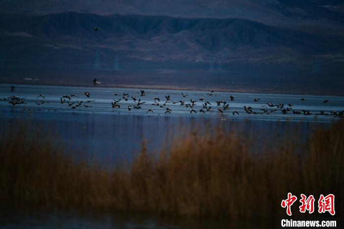 Tens of thousands of wild birds overwinter in NW China