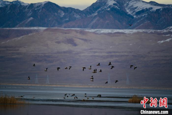 Tens of thousands of wild birds overwinter in NW China