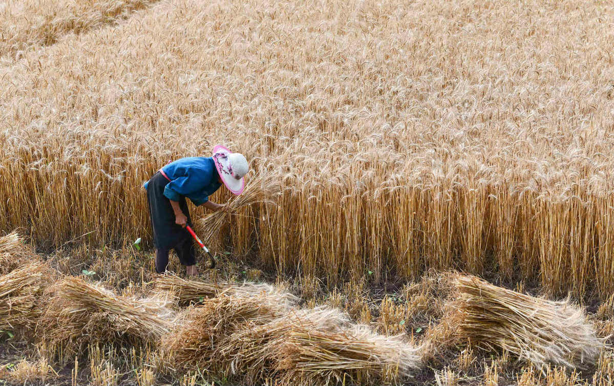 Good grain harvest lifts nation