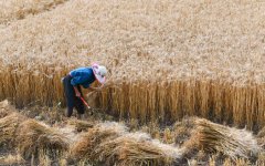 Good grain harvest lifts nation's supplies