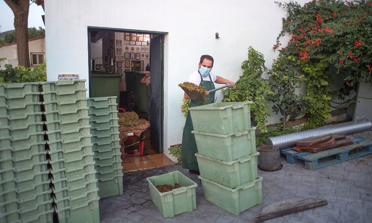  Spain vineyards feel the pinch but harvest must go on 