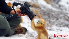 Population of golden snub-nosed monkey in Shennongjia National Park increases